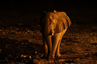Big 5 Night Game Drive Attraction 1