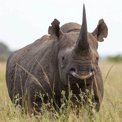 Black Rhino Big Five Animals