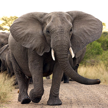 Elephant Hluhluwe Game Reserve