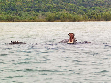 Hippo Croc Cruise Rates