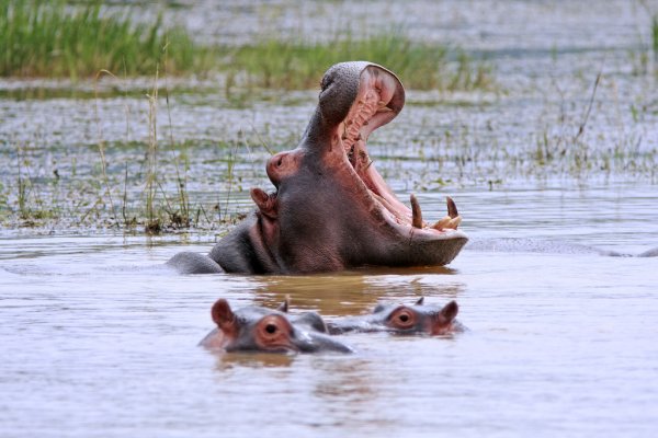 Hluhluwe Safari And Hippo Cruise Safari Times