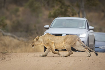 Self Drive Safari In South Africa Attractions
