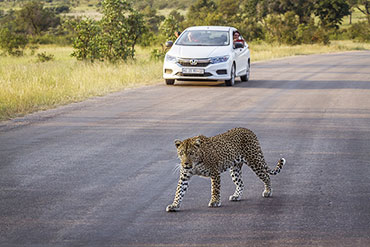 Self Drive Safari In South Africa Planning