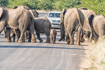 Self Drive Safari In South Africa Quote