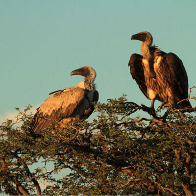 Vultures Big Five Animals