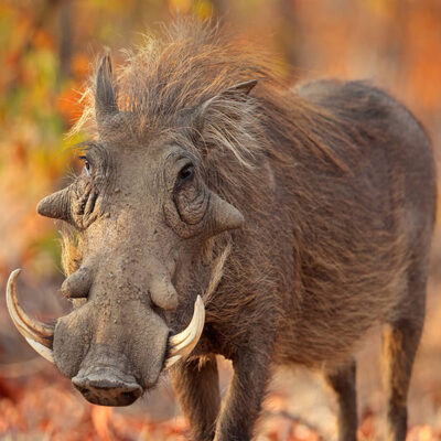 Warthog Big Five Animals