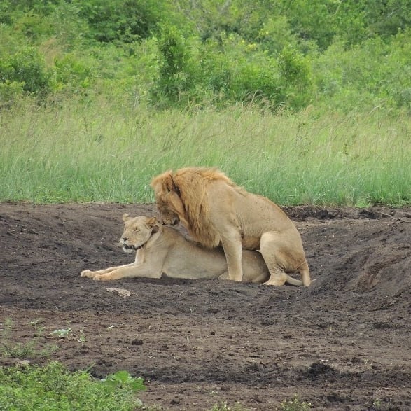 Mating Lions in Hluhluwe - Teshni Naidoo 1