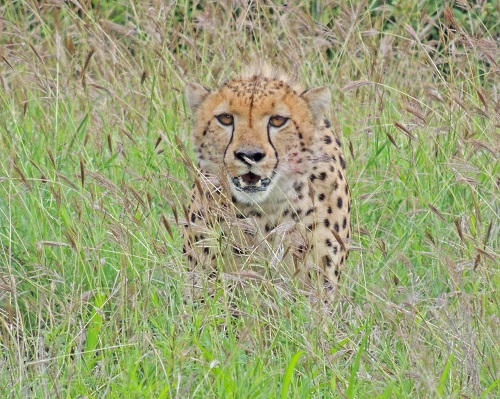 Cheetah Fastest Land Mammal 1
