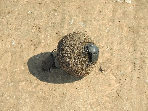Dung Beetle Strongest Animal