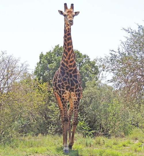 Giraffe Tallest Land Mammal