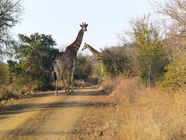 Giraffe In Hluhluwe Game Reserve 6