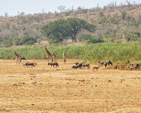 Animals In Imfolozi River Bed