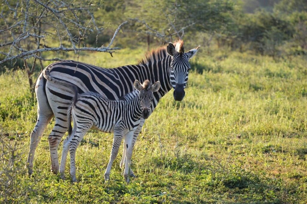 Fluffy Baby Zebra And Mum 1024x681
