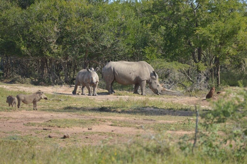 Rhino Long Horn And Baby 1024x681