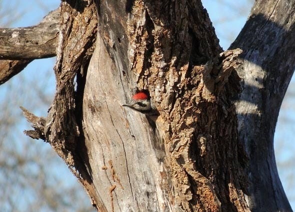Woodpecker In Imfolozi Game Reserve 2
