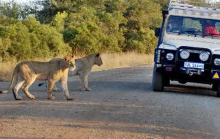 Self Drive Safari In South Africa Tour 2 320x202.jpg