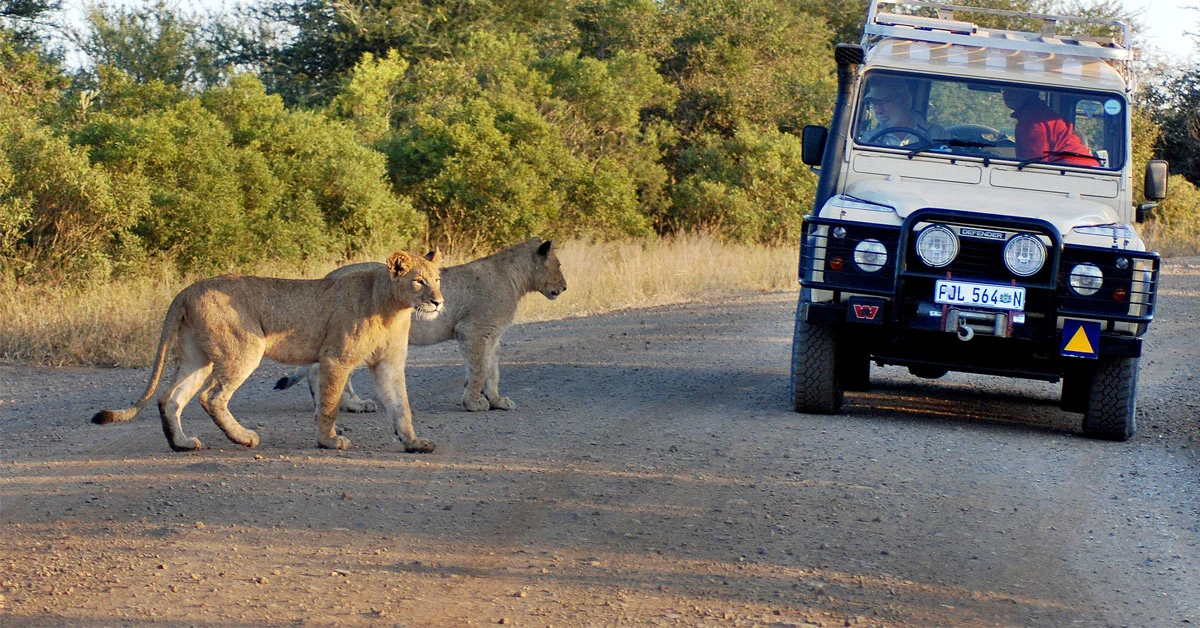 Self Drive Safari In South Africa Tour 2.jpg