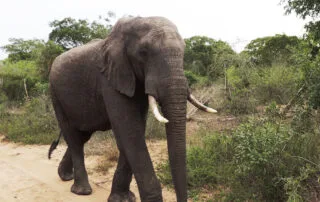 Tembe Elephant Park Tour 2 320x202.jpg