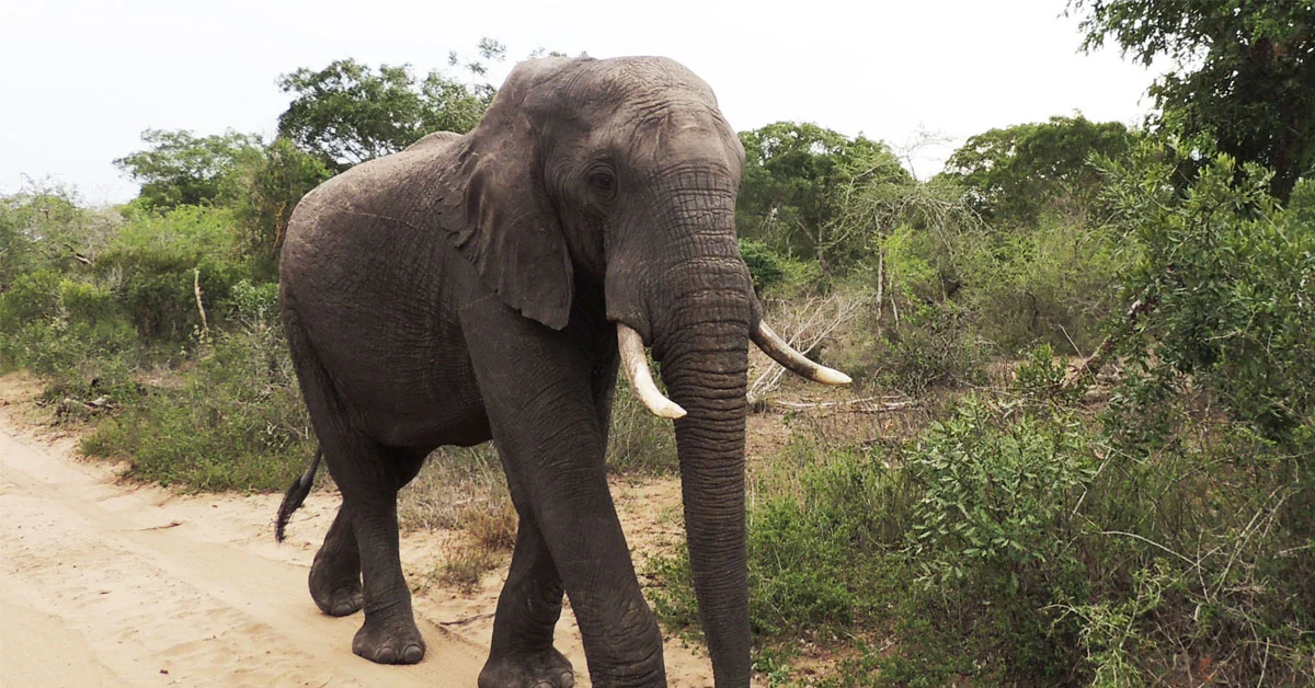Tembe Elephant Park Tour 2.jpg