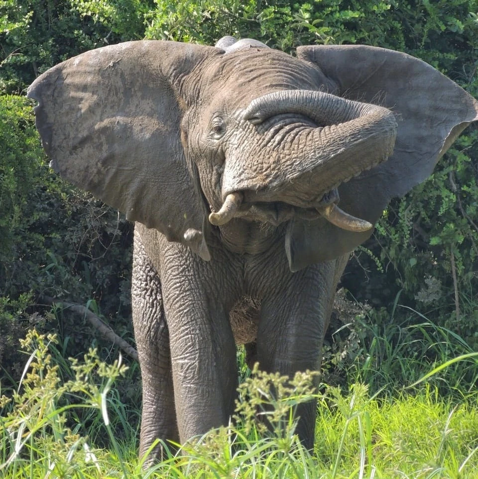 Elephant Behaviour Flapping Ears And Curling Trunk.jpg