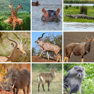Animals Hlulhuwe Game Reserve