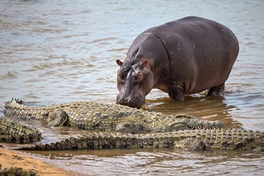 Big 5 And Hippo Croc Cruise Booking