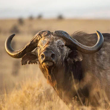 Buffalo Big Five Animals