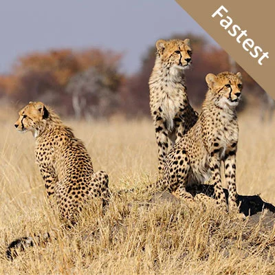 Cheetah Big Five Animals