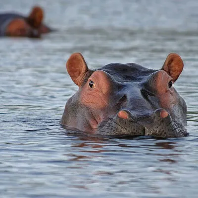 Hippo Big Five Animals