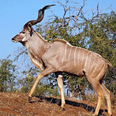 Kudu Big Five Animals