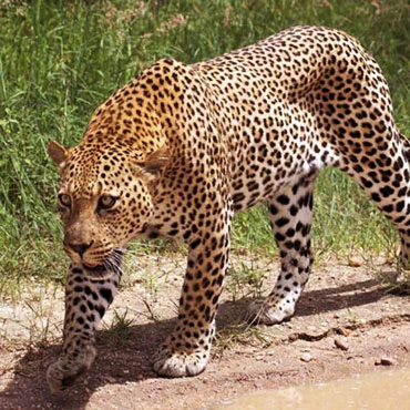Leopard Big Five Animals