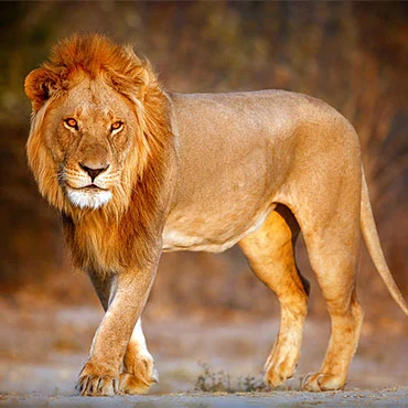 Lion Big Five Animals