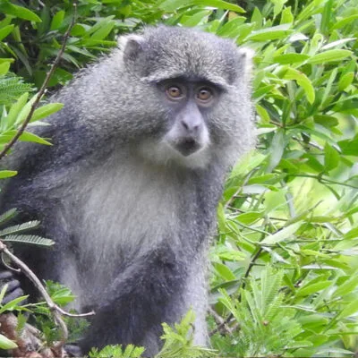 Samango Monkey Big Five Animals