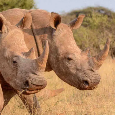 White Rhino Big Five Animals