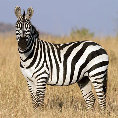 Zebra Big Five Animals