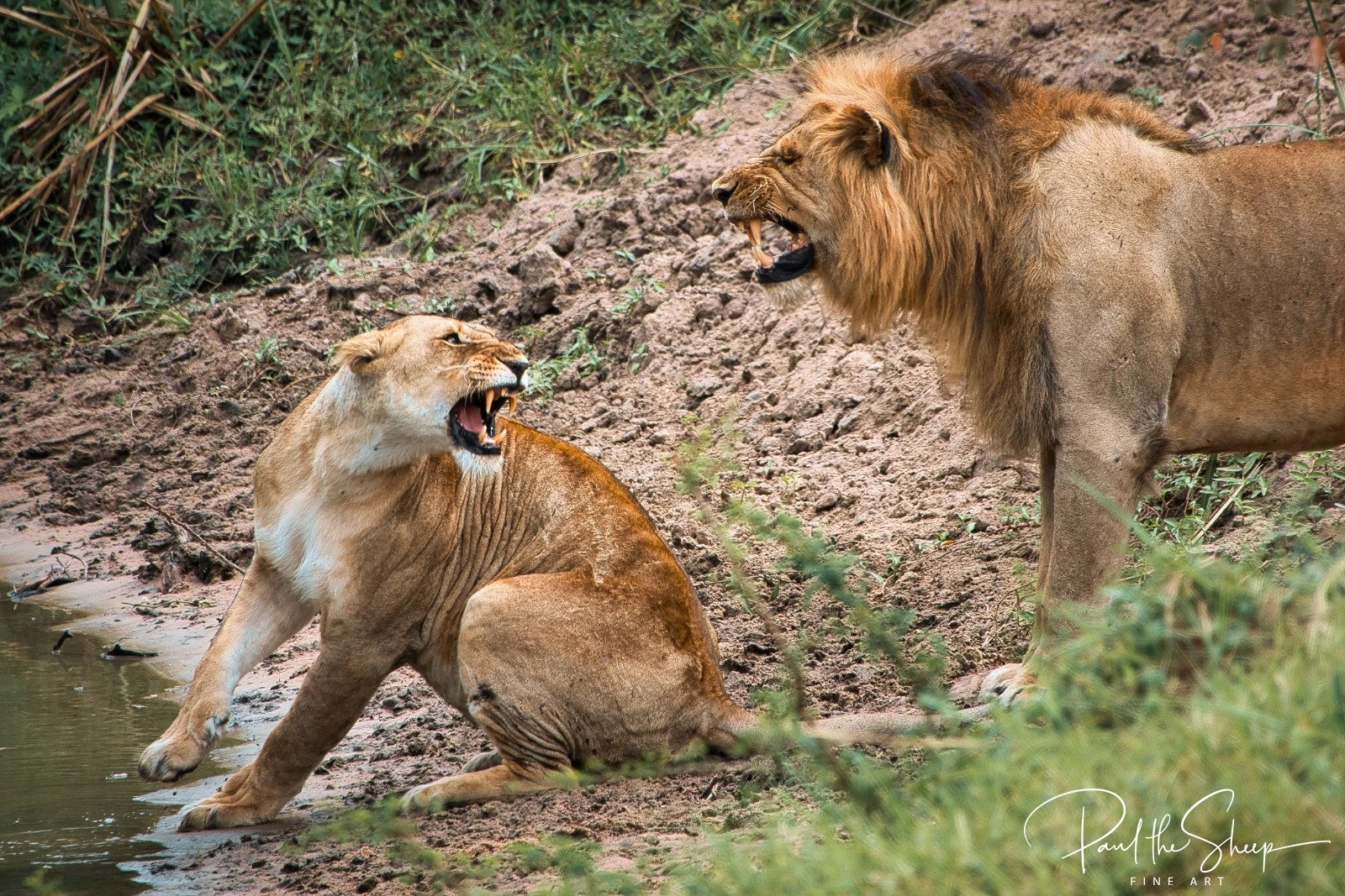 Mating Lions.jpg